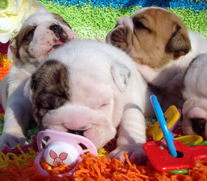English Bulldog puppies